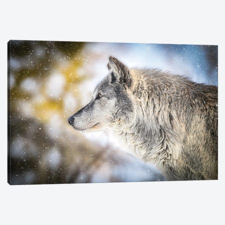 Gray Timberwolf In A Snowfall Canvas Print #NRV409} by Nik Rave Canvas Wall Art