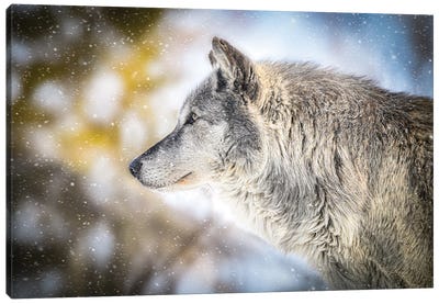 Gray Timberwolf In A Snowfall Canvas Art Print - Nik Rave