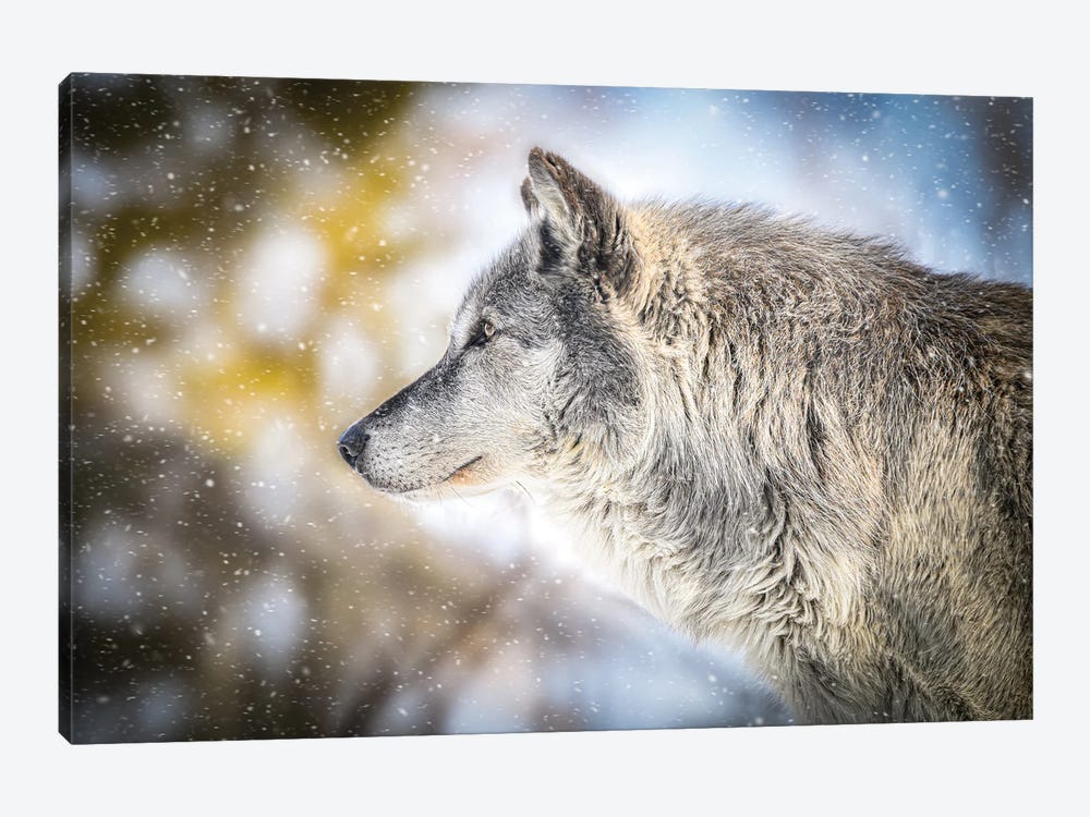Gray Timberwolf In A Snowfall by Nik Rave 1-piece Canvas Wall Art