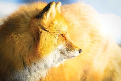 Red Fox In A Morning Light by Nik Rave framed canvas print