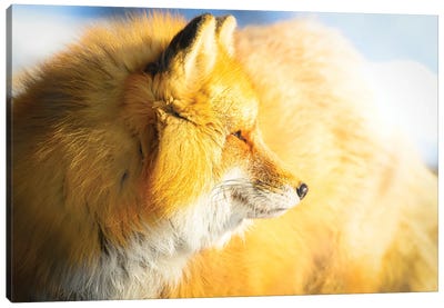 Red Fox In A Morning Light Canvas Art Print - Nik Rave