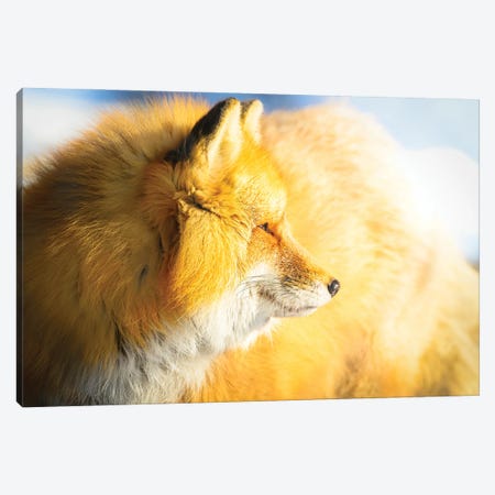 Red Fox In A Morning Light Canvas Print #NRV411} by Nik Rave Canvas Art Print