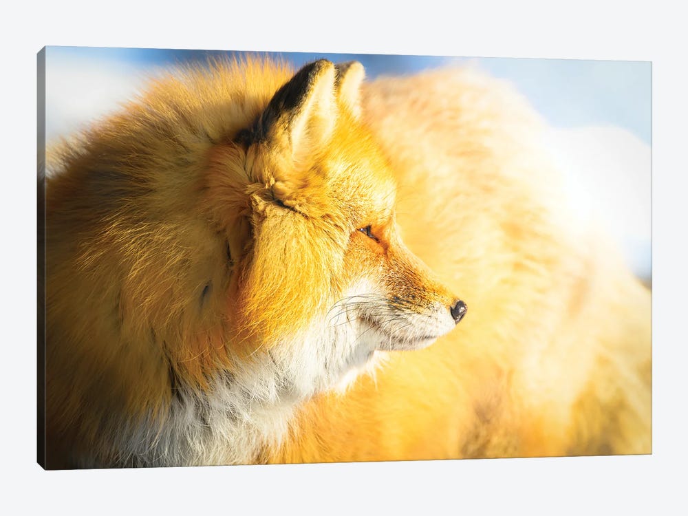 Red Fox In A Morning Light by Nik Rave 1-piece Art Print