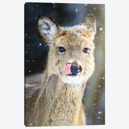 Portrait Of Fawn In Snowfall Canvas Print #NRV412} by Nik Rave Art Print
