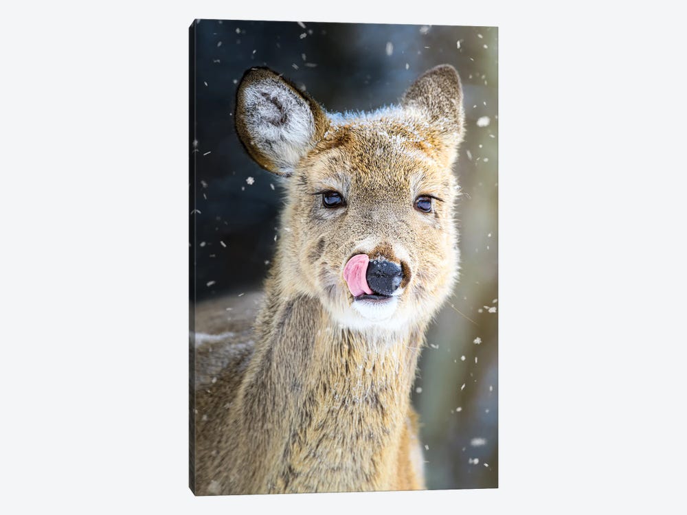 Portrait Of Fawn In Snowfall by Nik Rave 1-piece Canvas Art