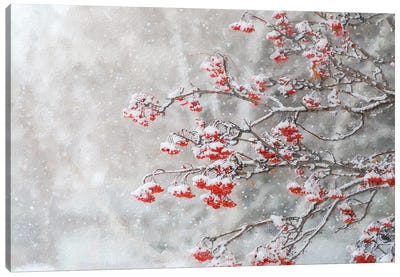 Rowan In Snowfall Painting Canvas Art Print - Nik Rave