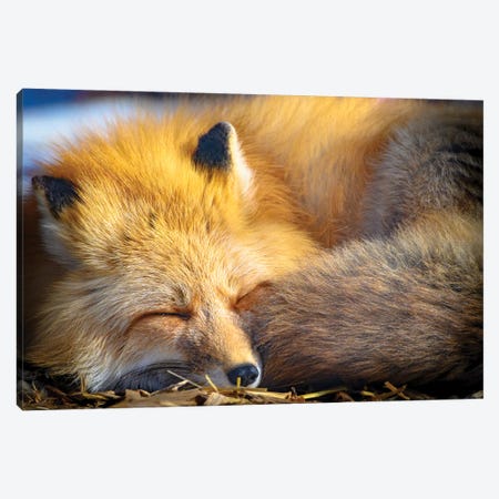 Sleeping Red Fox At Morning Sun Canvas Print #NRV416} by Nik Rave Canvas Art