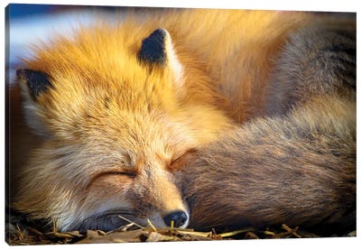 Sleeping Red Fox At Morning Sun Canvas Art Print - Nik Rave