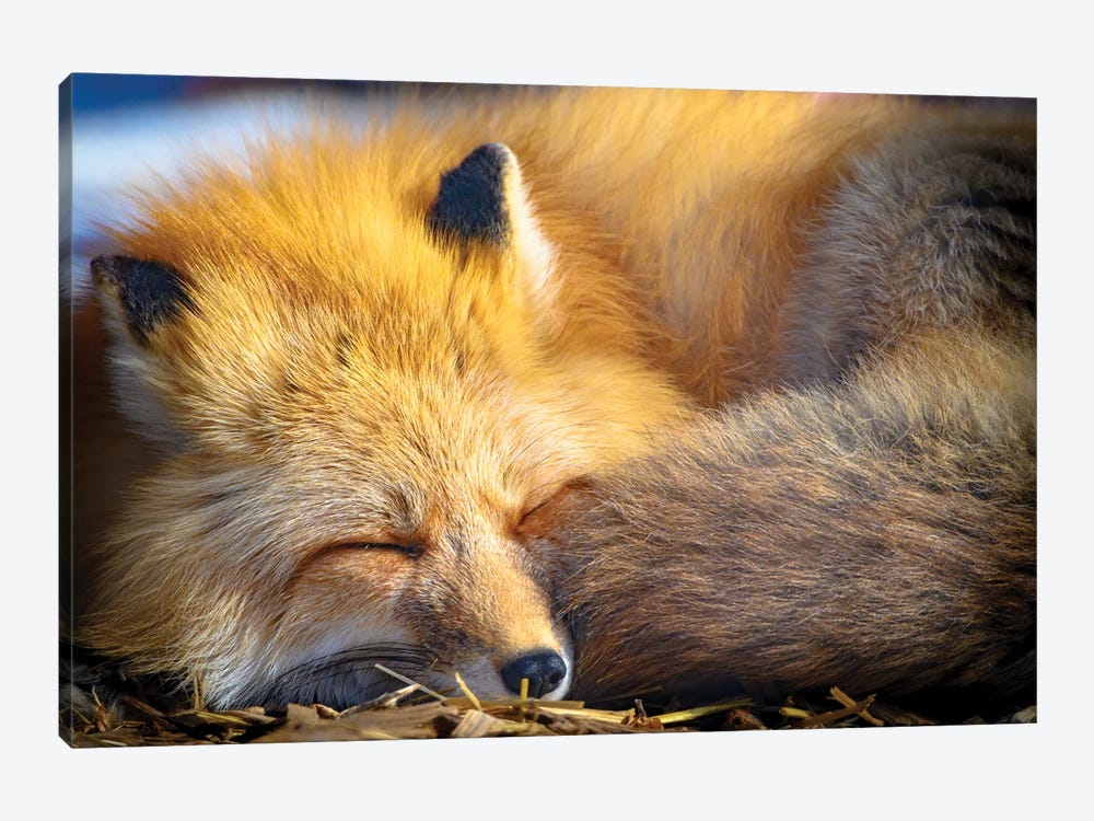 Sleeping Red Fox At Morning Sun by Nik Rave 1-piece Canvas Art