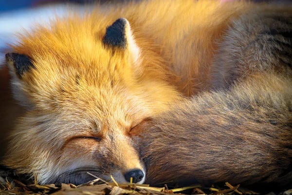 Sleeping & Napping: Sleeping Red Fox At Morning Sun by Nik Rave