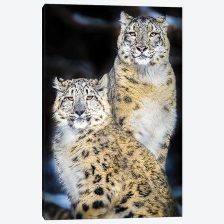 Snow Leopard Portrait Mom And Daughter Canvas Print #NRV417} by Nik Rave Canvas Wall Art