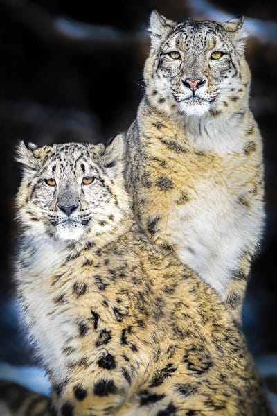 Nik Rave: Snow Leopard Portrait Mom And Daughter by Nik Rave