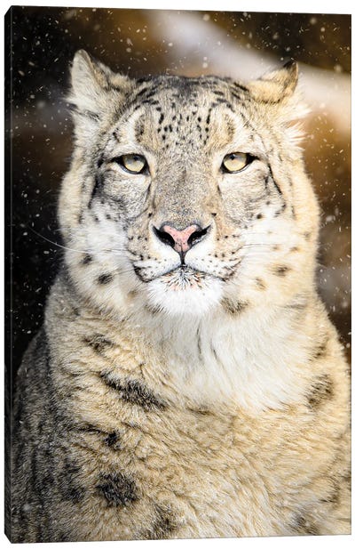 Snow Leopard Portrait Canvas Art Print - Nik Rave