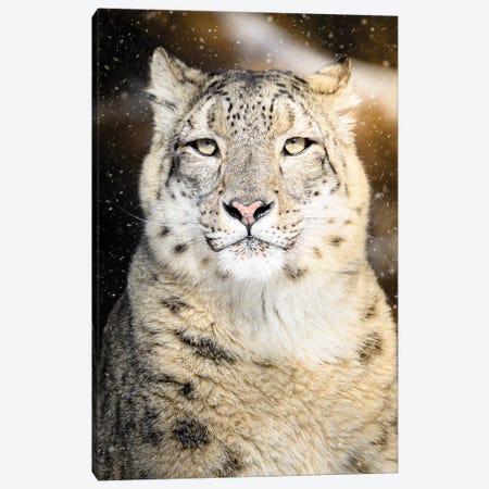 Snow Leopard Portrait Canvas Print #NRV418} by Nik Rave Canvas Print