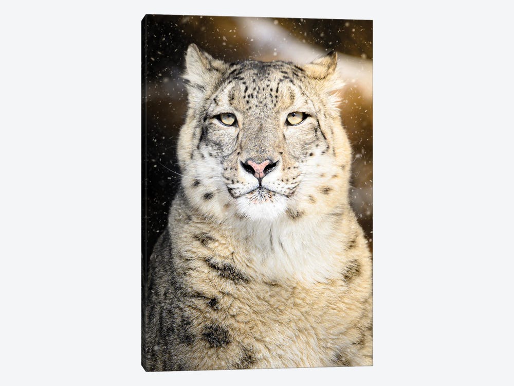 Snow Leopard Portrait by Nik Rave 1-piece Canvas Art