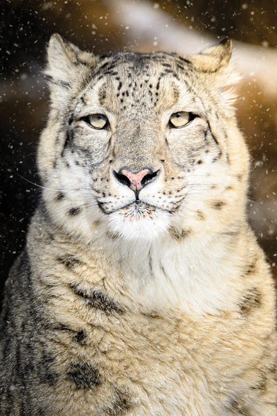 Nik Rave: Snow Leopard Portrait by Nik Rave