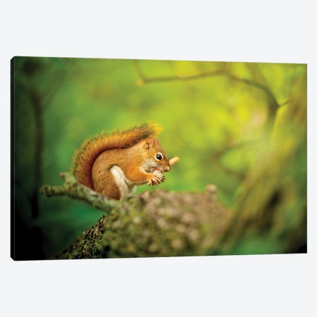 Squirrel In Epic Light Canvas Print #NRV419} by Nik Rave Art Print
