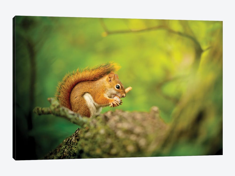 Squirrel In Epic Light by Nik Rave 1-piece Canvas Print