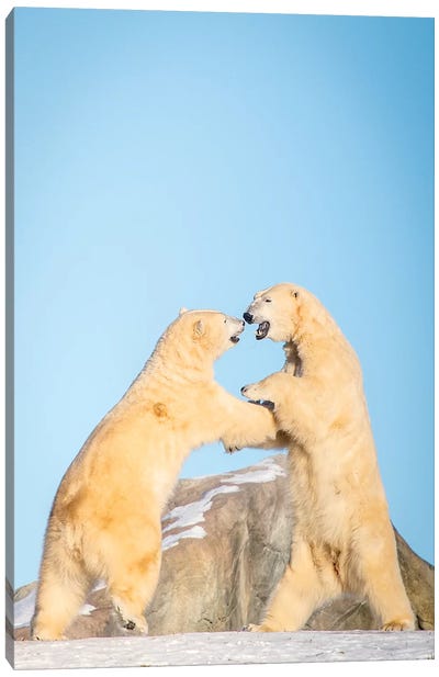 Polar Bears Playing On The Hill Canvas Art Print - Polar Bear Art