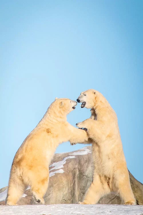 Polar Bears Playing On The Hill