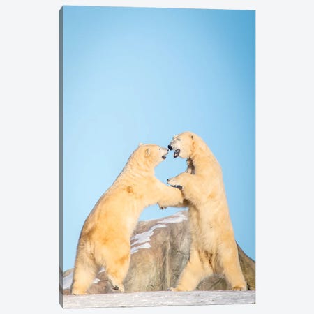 Polar Bears Playing On The Hill Canvas Print #NRV41} by Nik Rave Canvas Artwork