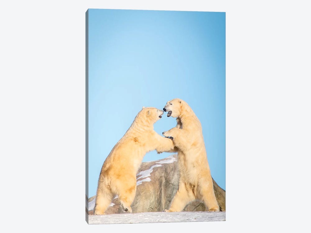 Polar Bears Playing On The Hill by Nik Rave 1-piece Canvas Art Print