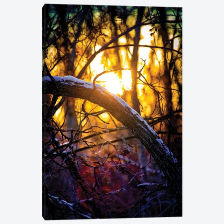 Sunset Through The Woodland Canvas Print #NRV420} by Nik Rave Canvas Art