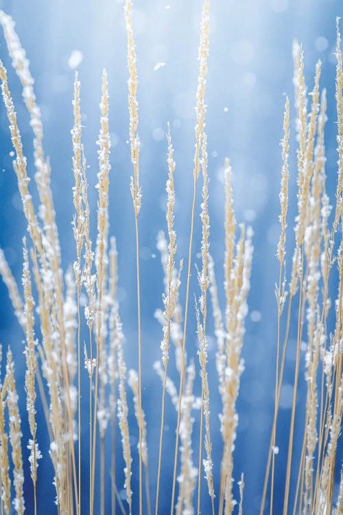 Tall Grass In Epic Morning Light