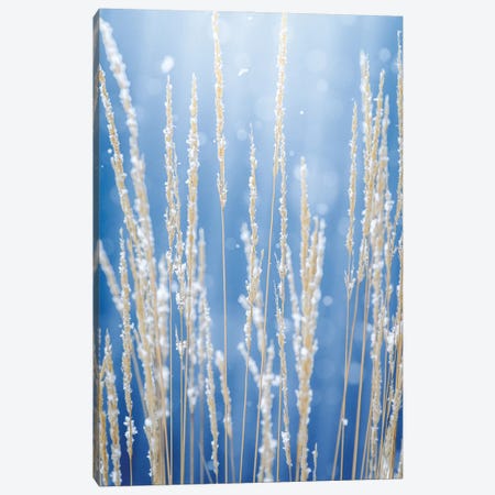Tall Grass In Epic Morning Light Canvas Print #NRV421} by Nik Rave Canvas Artwork