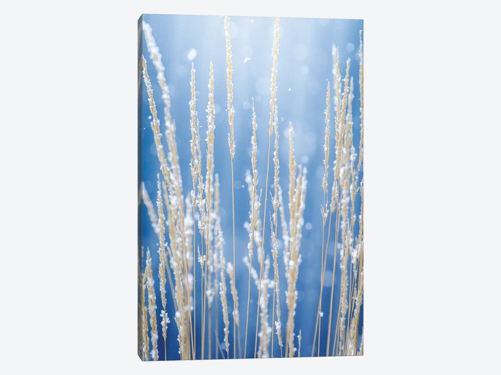 Tall Grass In Epic Morning Light by Nik Rave 1-piece Canvas Wall Art