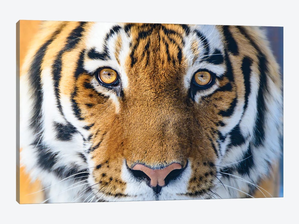 The Eyes Of Hunter by Nik Rave 1-piece Canvas Wall Art