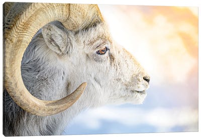 The Golden Fleece In A Light Of Sun Canvas Art Print - Goat Art