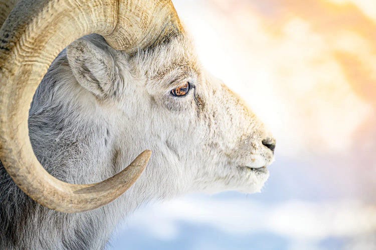 The Golden Fleece In A Light Of Sun by Nik Rave wall art