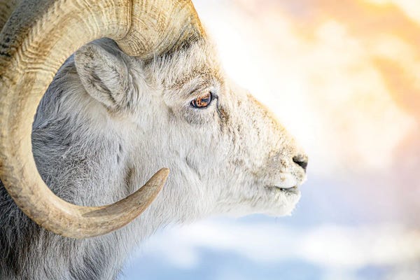 Goats: The Golden Fleece In A Light Of Sun by Nik Rave