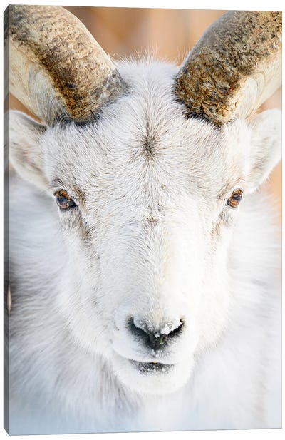 The Golden Fleece Canvas Art Print - Goat Art