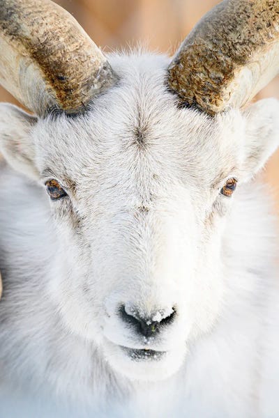 Goats: The Golden Fleece by Nik Rave