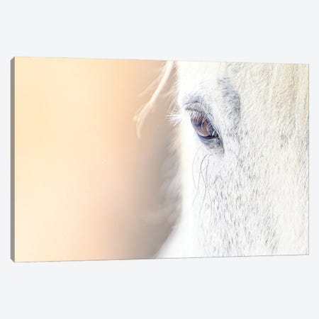 White Horse Minimalist Portrait In A Sun Light Canvas Print #NRV428} by Nik Rave Canvas Wall Art
