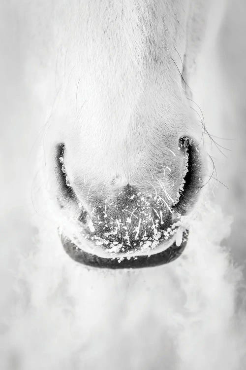 White Horse Minimalist Portrait