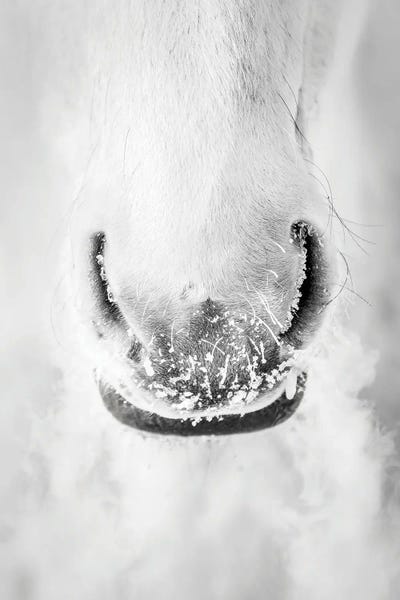 Nik Rave: White Horse Minimalist Portrait by Nik Rave