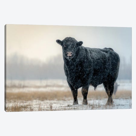 Winter Bull Canvas Print #NRV430} by Nik Rave Canvas Print