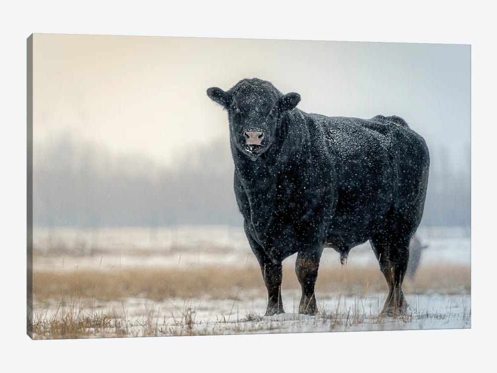 Winter Bull by Nik Rave 1-piece Canvas Wall Art