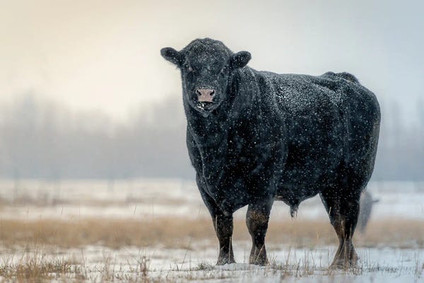 Nik Rave: Winter Bull by Nik Rave