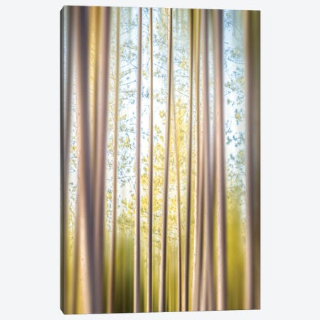 A Forest Of Illusions Canvas Print #NRV434} by Nik Rave Canvas Art