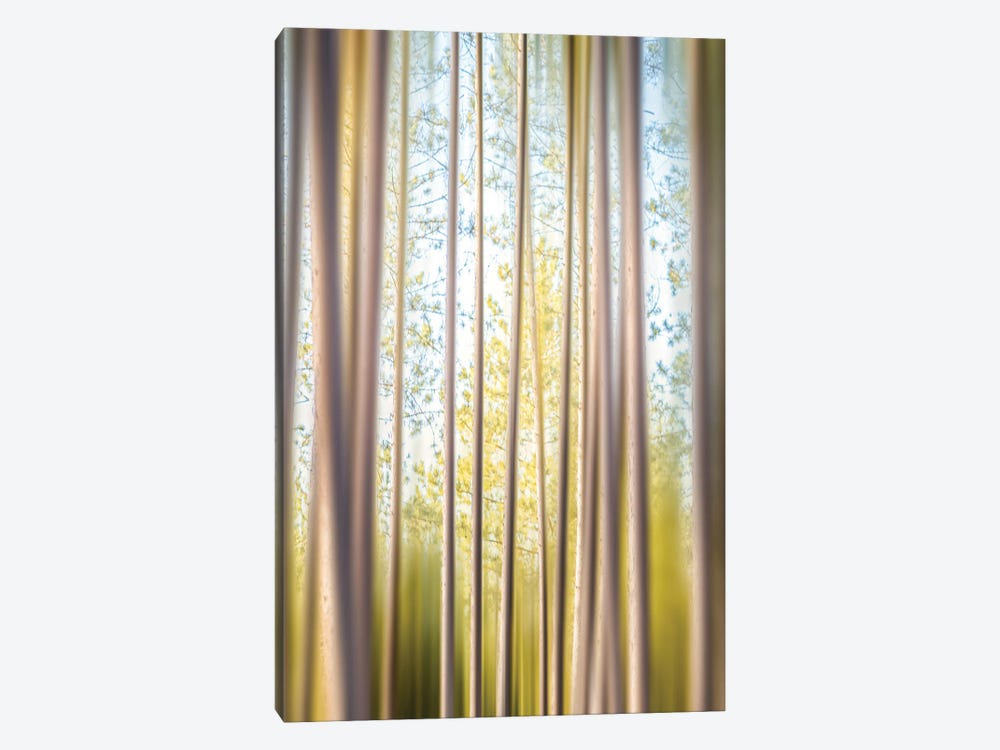 A Forest Of Illusions by Nik Rave 1-piece Canvas Wall Art