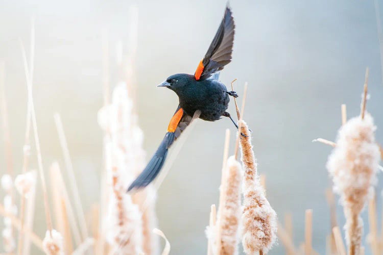 Blackbird Morning Dance by Nik Rave wall art