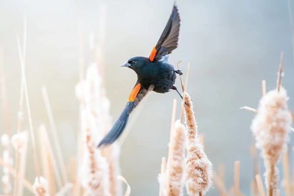 Blackbird Morning Dance