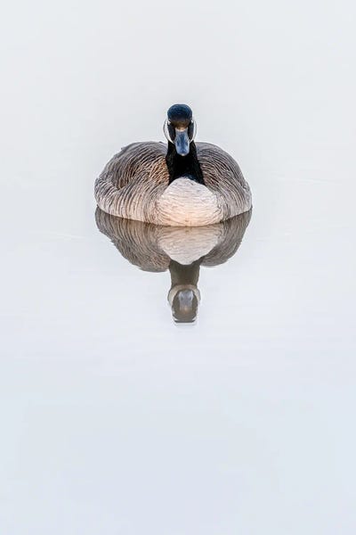 Calm Waters Goose Dreams by Nik Rave framed canvas print