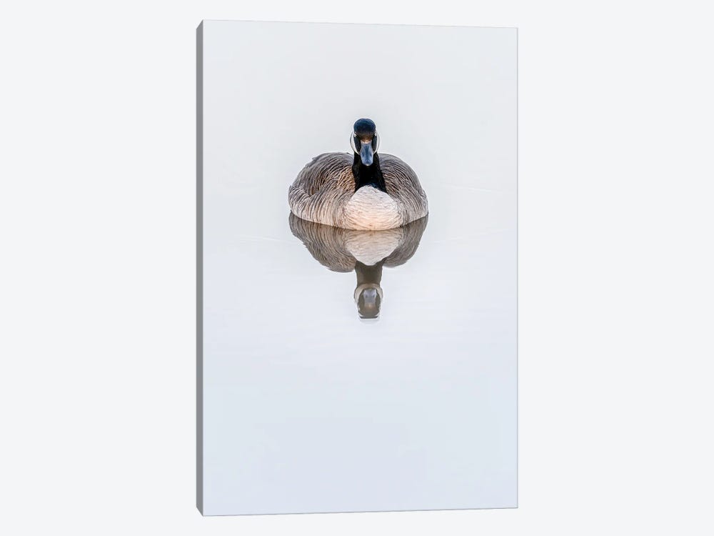 Calm Waters Goose Dreams by Nik Rave 1-piece Canvas Art Print