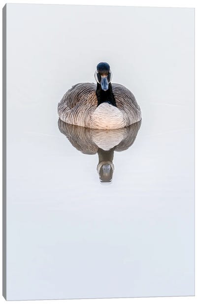 Calm Waters Goose Dreams Canvas Art Print - Nik Rave