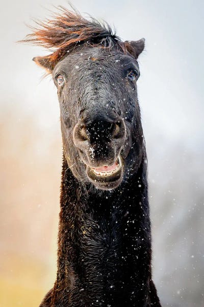 Crazy Horse by Nik Rave canvas print